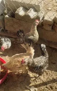 مرغ گلین
