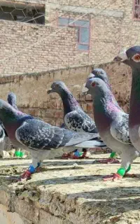 24 تا نر مگس پلاکی زدخوردی کفتر شهرستانی