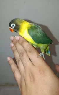 کوتوله یقه زرد اورجینال
