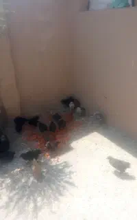 فروش جوجه خونگی 30عدد دونه 220