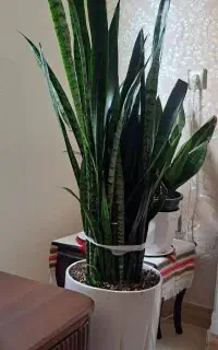 گل با گلدان