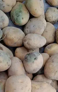 سیب زمینی خوراک دام
