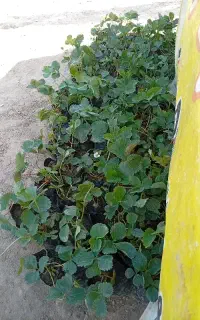 نهال توت فرنگی