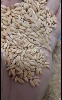 گندم
