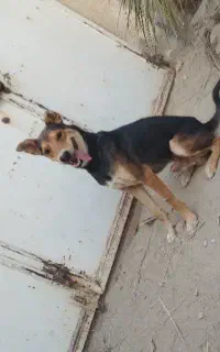ا سگ