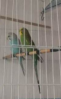 مرغ عشق سالم سرحال توافقی