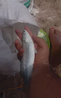 ماهی مید یا سمه