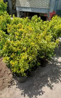 عرضه نهال با شناسه دار