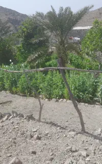 باغبانی ودرخت کا ی