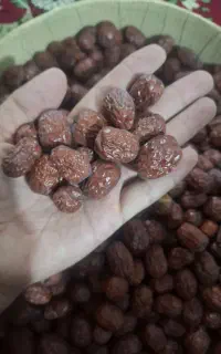 عناب تازه و درشت