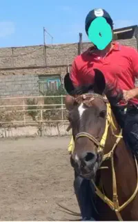 اسب