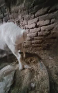 میش آبستن چینی