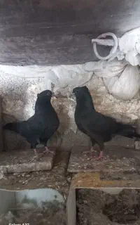 سینه سیاه جوجه