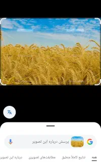 فروش ده تن گندم