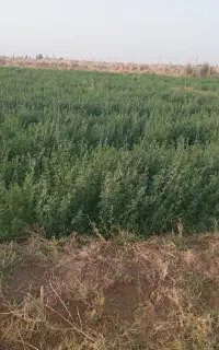 بذر یونجه محلی به ضمانت