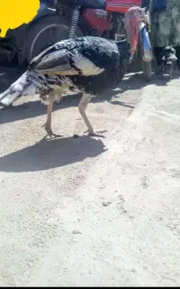 یک عدد بوقلمون نر محلی سرحال