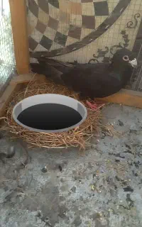 کفتر کبوتر