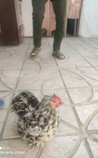 فروش ی مرغ کوشین