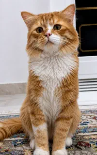 حیوان خانگی