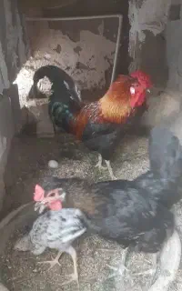 مرغ و خروس