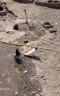 کبوتر