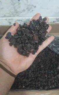 کشمش ابگیری تاکستان