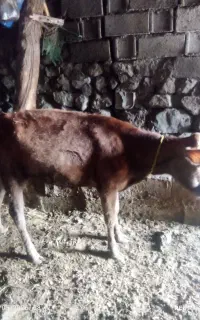 سلام گاواهر