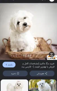 سگ پیدا شده محدوده کلرود