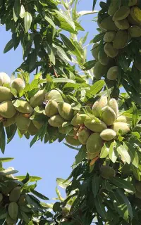 ارقام نهال بادام اصلاح شده