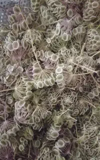 گلپر