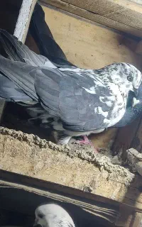 کبوتر پرشی  قاره
