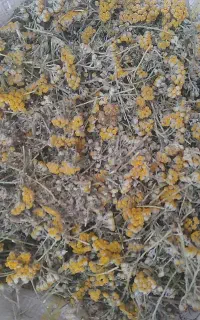 گگلبرنجاس
