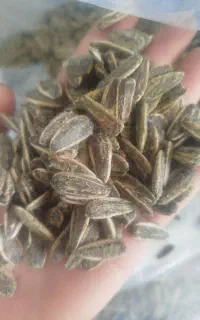 انواع تخمه وخشکبار