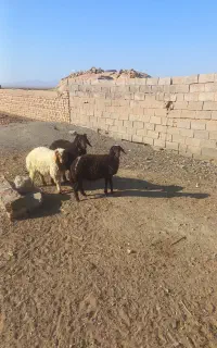 سه بره پشم‌ شیر دو نر یک ماده