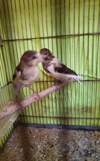 دو عدد جوجه قناری نر و ماده ۲ ماهه درشت کشیده