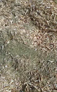 کاه لوبیا