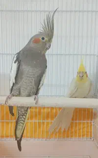 عروس هلندی مولد