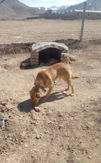 سگ‌‌نگهبان