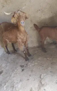 بز دو رگ