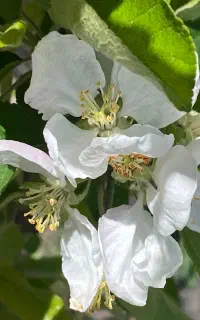 باغبان