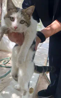گربه دستی خانگی