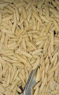 جو هاشمی  درجه یک
