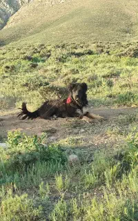 سگ گله ای درشت