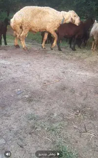 قوچ