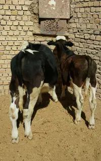 گوساله نرسیمنتال