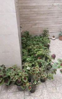 گل حسن یوسف