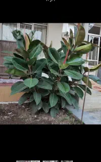 گل فیکوس