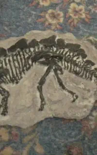 فسیل
