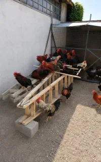 خروس اورگانیک گوشتی مخصوص قربانی و ..