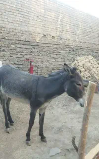 الاغ